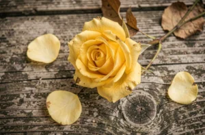 Rose jaune en pleine floraison posée sur du bois vieilli, symbole de la trahison et de la jalousie en langage des fleurs