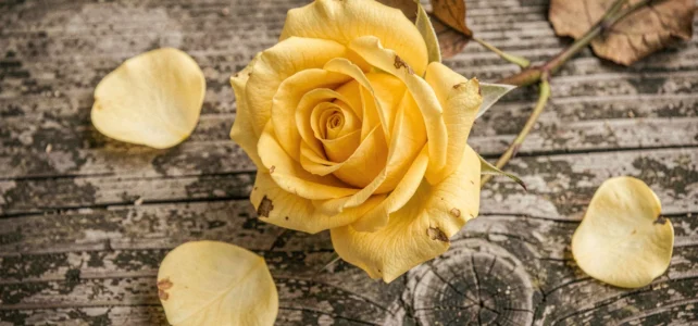 Quelle est la fleur de la trahison ? Découvrez sa signification et son histoire Quelle est la fleur de la trahison ? Découvrez sa signification et son histoire